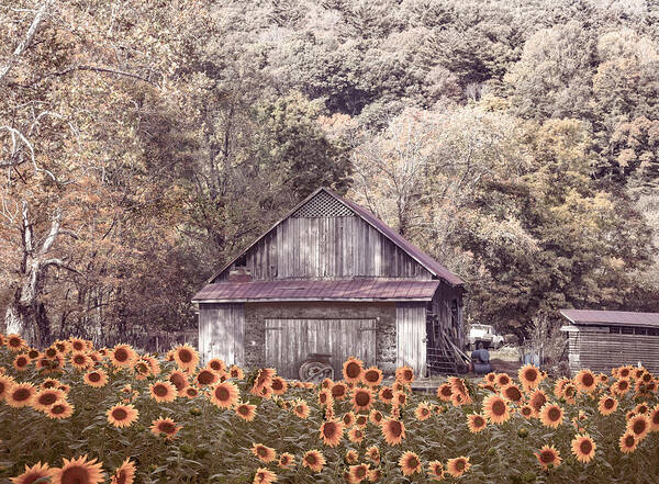 Sunflower Art Print featuring the photograph Old Wood Barn in Soft Sunflowers by Debra and Dave Vanderlaan