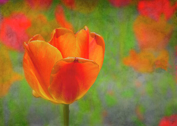Tulip Art Print featuring the photograph Orange Tulip with Textured Background by Lowell Monke