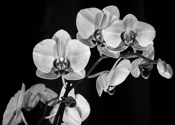 Bloom Art Print featuring the photograph Orchids in Black and White by Dimitry Papkov