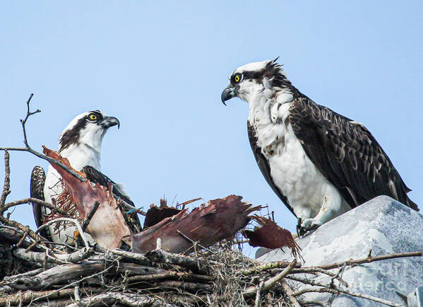 0sprey Art Print featuring the photograph Ospreys in the Nest by Joanne Carey