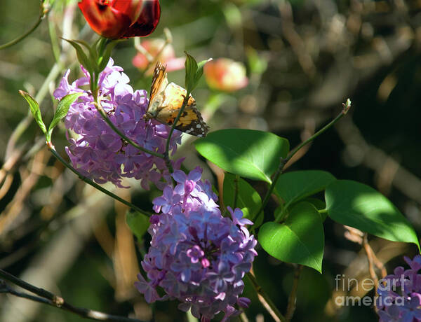 Flowers Art Print featuring the photograph Painted Lady Visiting Dogwoods and Lilacs by Julieanne Case