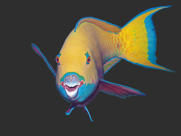 Heavybeak Parrotfish Art Print featuring the mixed media Parrotfish - Eye catching make up on dark background - by Ute Niemann