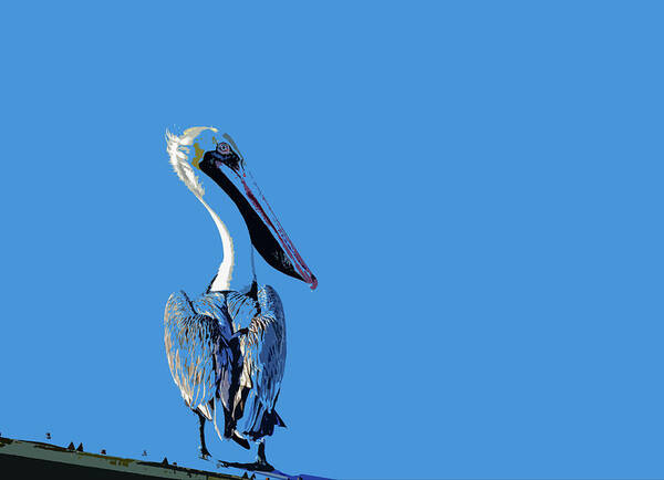 Pelican Art Print featuring the mixed media Pelecanidae by Debra Kewley