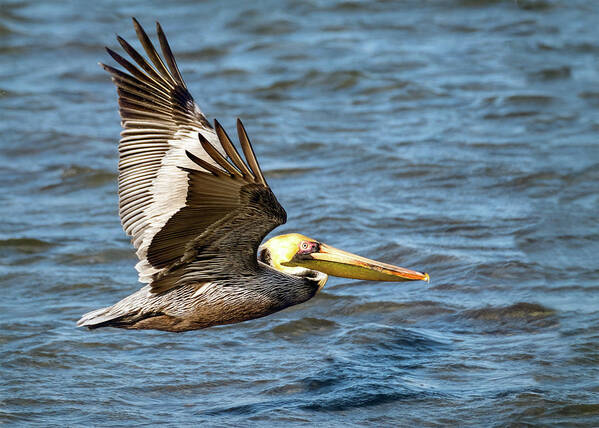 Pelican Art Print featuring the photograph Pelican in flight by Jaki Miller