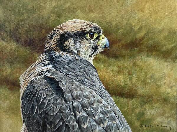 Peregrine Art Print featuring the painting Peregrine Falcon Study by Alan M Hunt