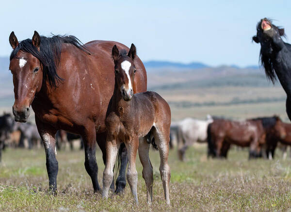 Wild Horses Art Print featuring the photograph Photo Bomb by Mary Hone