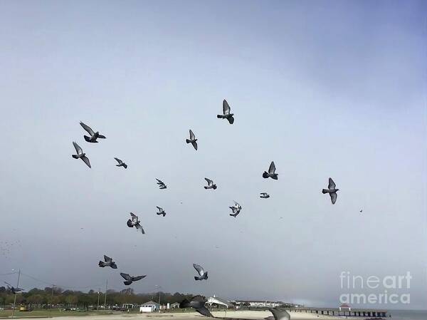 Pigeons Art Print featuring the photograph Pigeons at the Beach by Catherine Wilson