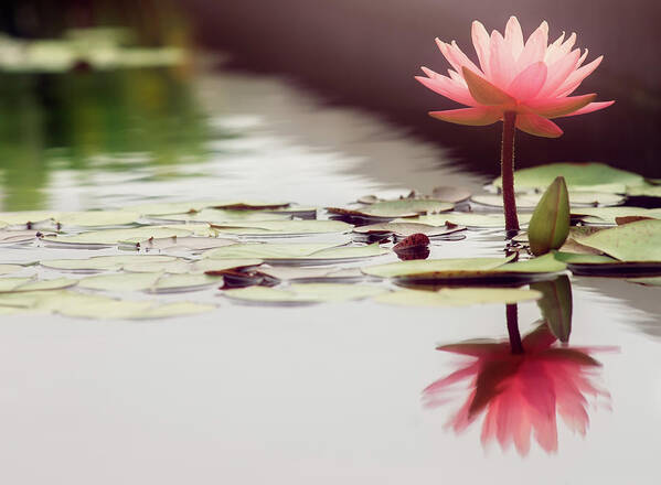 Pink Art Print featuring the photograph Pink Lotus by Stacy Abbott