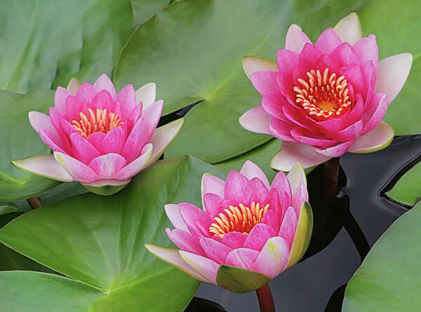 Water Lilies Art Print featuring the photograph Pink Water Lilies by Sylvia Goldkranz