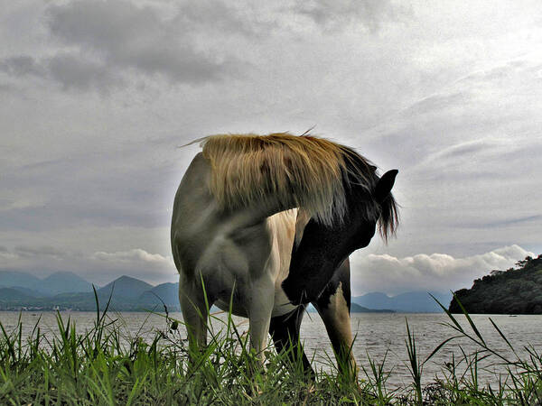 Horse Art Print featuring the photograph Pinto horse on shore of Lake Catemaco Veracruz Mexico by Lorena Cassady