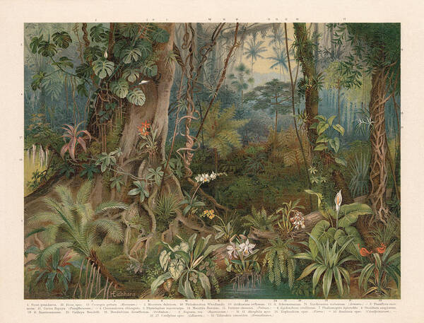 Caesalpinioideae Art Print featuring the drawing Plants of the rainforest, chromolithograph, published in 1898 by Zu_09