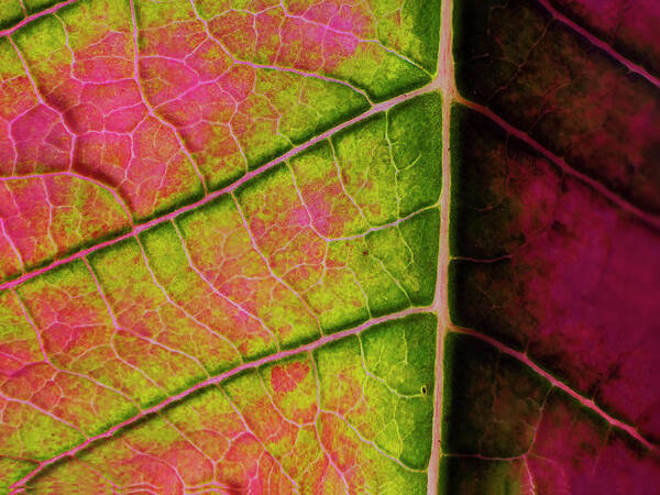 Artificial Light Art Print featuring the photograph Poinsettia leaf closeup by Charles Floyd