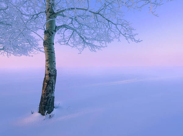 Landscape Art Print featuring the photograph Poplar in the Snow by Dan Jurak