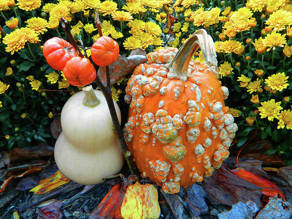 Pumpkins Art Print featuring the photograph Pumpkin and Squash by Emmy Marie Vickers