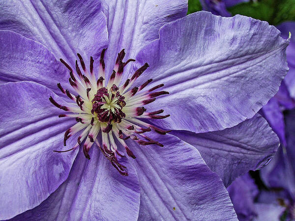 Clematis Art Print featuring the photograph Purple Clematis Flower Photograph by Louis Dallara