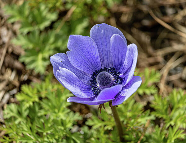 Indigo Art Print featuring the photograph Purple Flower by Rick Nelson