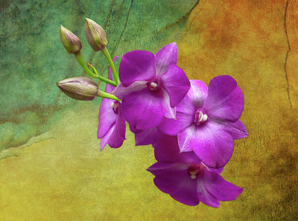 Lady Slipper Orchid Art Print featuring the photograph Purple Moth Orchid by Cate Franklyn