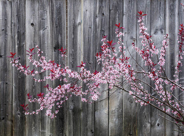 Prunus Art Print featuring the photograph Purple Sandcherry in bloom. by Rob Huntley