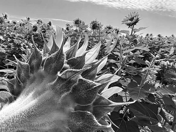 Sunflower Art Print featuring the photograph Radar Love BW by Lee Darnell