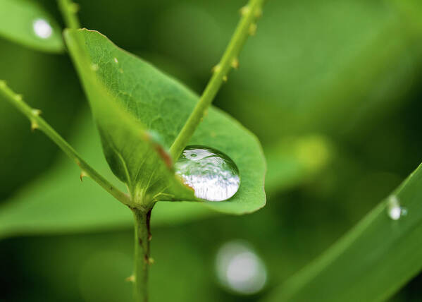Leaf Art Print featuring the photograph Rain Drops On Green Leaves by Amelia Pearn