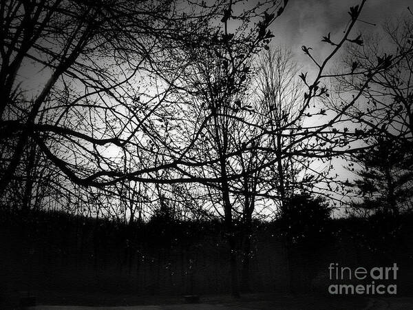 Branches Art Print featuring the photograph Raindrops in the Dark by Onedayoneimage Photography