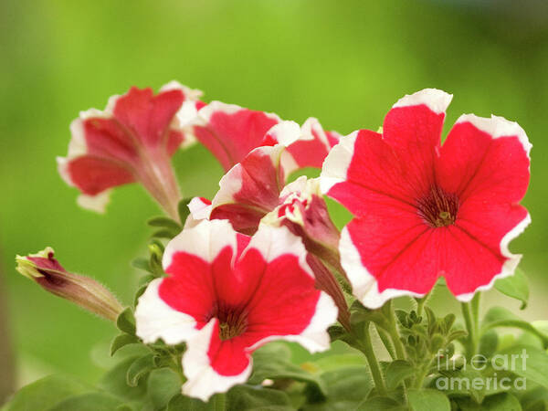 Color Art Print featuring the photograph Red And White Petunias by Dorothy Lee