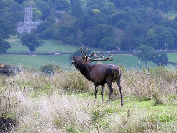 Red Deer Stag Art Print featuring the photograph Red deer stag calling by Phil Banks