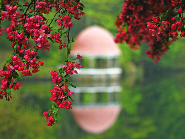 Red Dogwood Art Print featuring the photograph Red Dogwood Blossoms by Lisa Cuipa