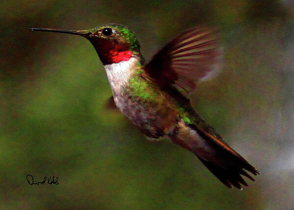 Nature Art Print featuring the photograph Red Necked Hummingbird by David Kehrli