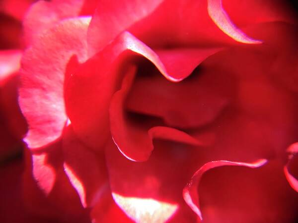 Red Rose Art Print featuring the photograph Red Rose by Vivian Aumond