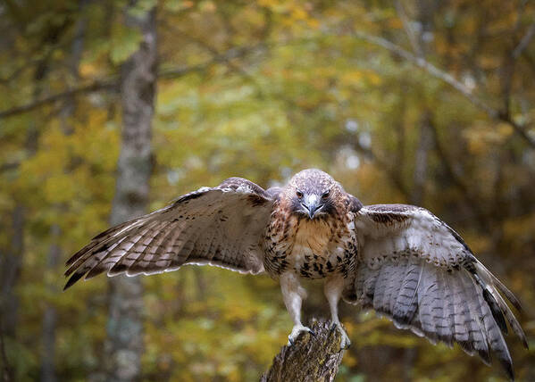 Red-tailed Hawk Art Print featuring the photograph Red-Tailed Hawk Landing by Jaki Miller