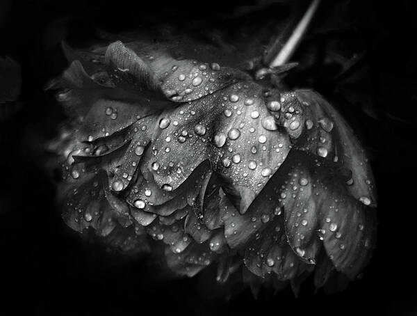 Peony Art Print featuring the photograph Refreshed by Jessica Jenney