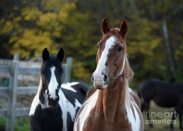 Rosemary Farm Art Print featuring the photograph Rhett and Remy by Carien Schippers
