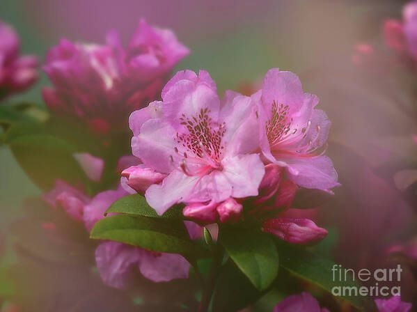 Flower Art Print featuring the photograph Rhododenddron by Ann Jacobson