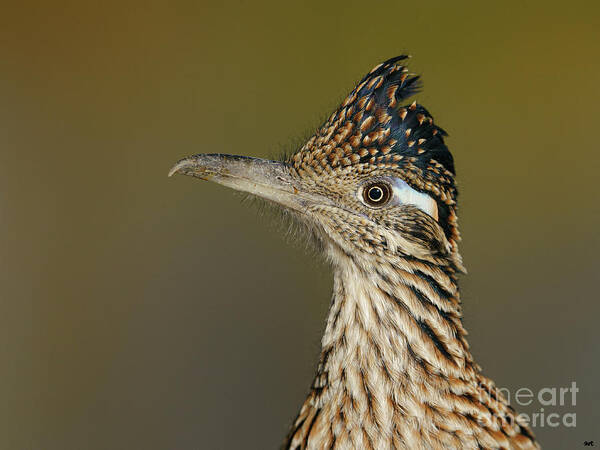 Cuculidae Art Print featuring the photograph Roadrunner by Maresa Pryor-Luzier