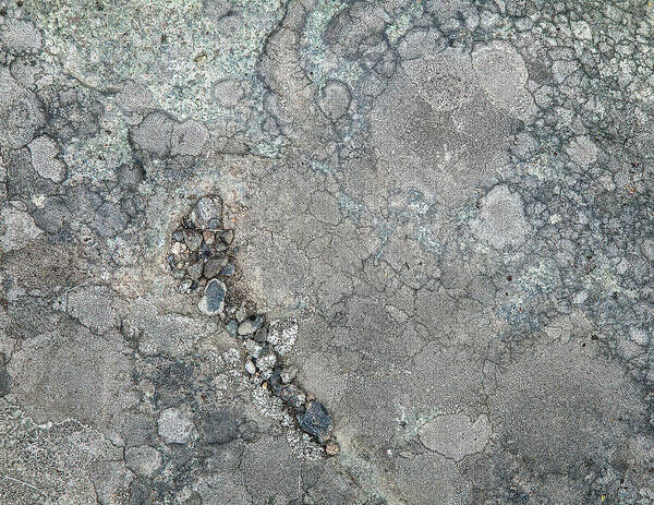 Lichen Art Print featuring the photograph Rock Lichen by Theresa Tahara