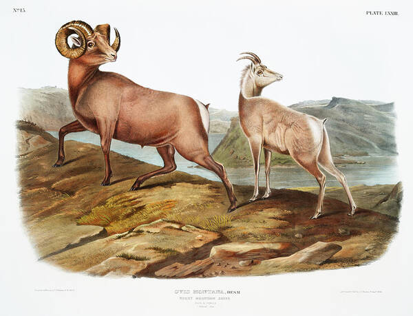 America Art Print featuring the mixed media Rocky Mountain Sheep. John Woodhouse Audubon by World Art Collective