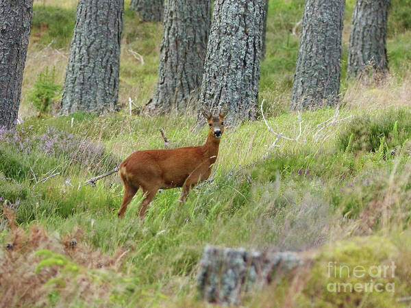 Roe Deer Art Print featuring the photograph Roe doe in early August by Phil Banks