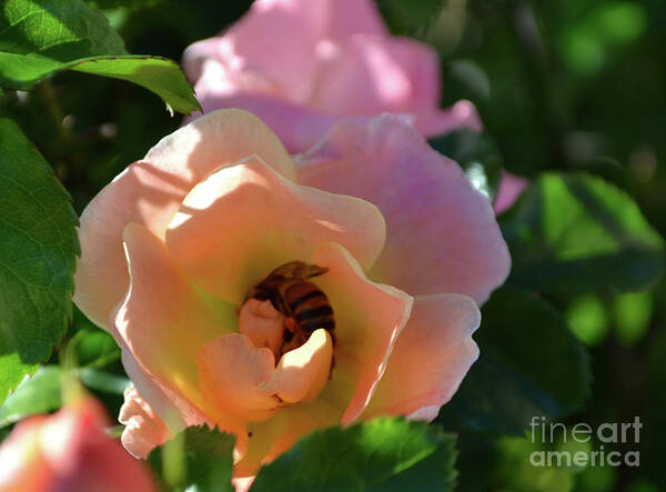 Rose Photography Art Print featuring the photograph Rose and Bee in the Sunshine by Expressions By Stephanie