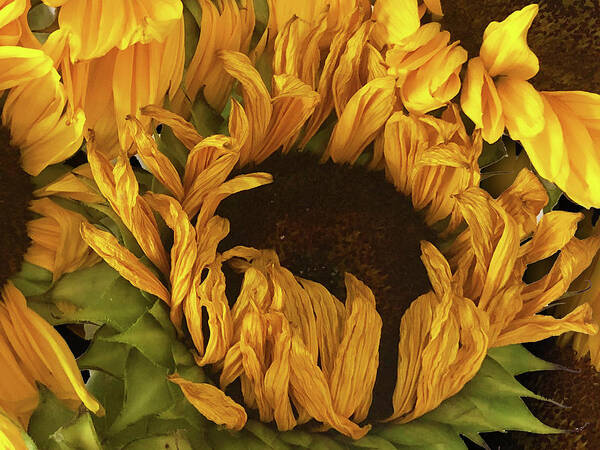 Daisy Art Print featuring the painting Rubino Brand Sunflower Photo Bouquet by Tony Rubino