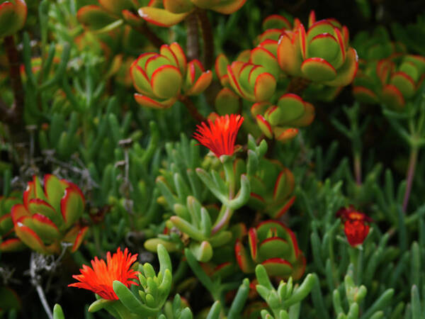 Flowers Art Print featuring the photograph San Diego Succulents by John Vail
