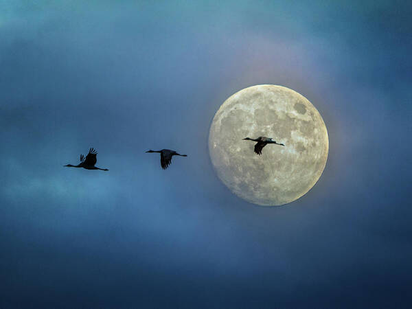 Sky Art Print featuring the photograph Sandhill Cranes with Full Moon by Patti Deters