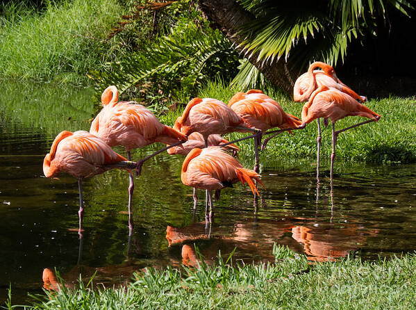 Flamingos Art Print featuring the photograph Sarasota Jungle Garden Flamingos in Vrksasana by L Bosco
