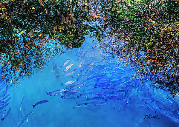 Fish Art Print featuring the photograph School Daze of Fishes by Shara Abel