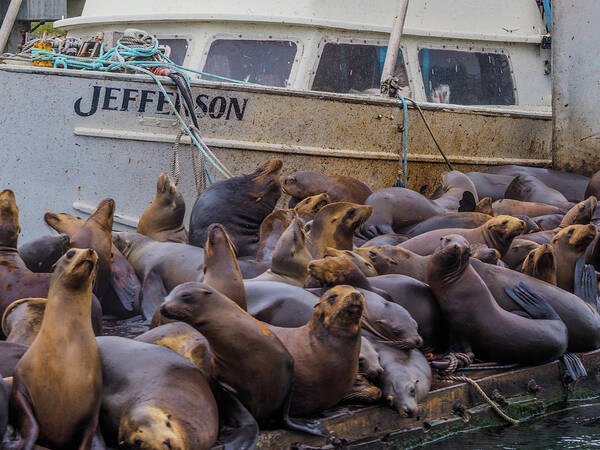 Sea Lions Art Print featuring the photograph Sea Lions in the Elkhorn Slough 114 by James C Richardson