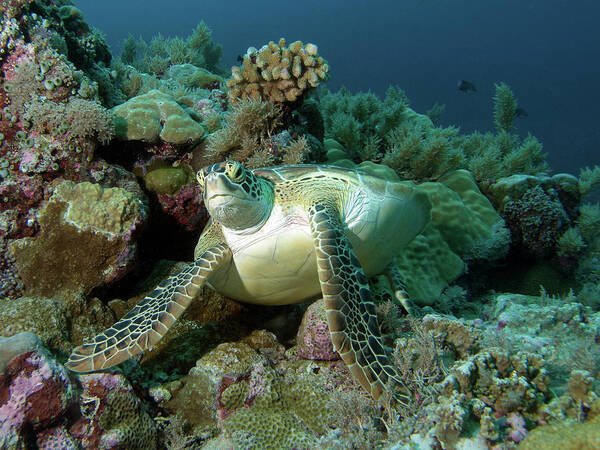 Sea Turtle Art Print featuring the photograph Sea turtle - Short rest at the coral reef - by Ute Niemann