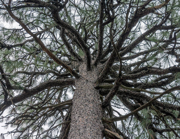 Talkest Art Print featuring the photograph Second Talkest Pine Tree in North Carolina by WAZgriffin Digital