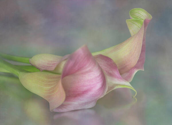 Flower Art Print featuring the photograph Seductive Calla Curves by Teresa Wilson