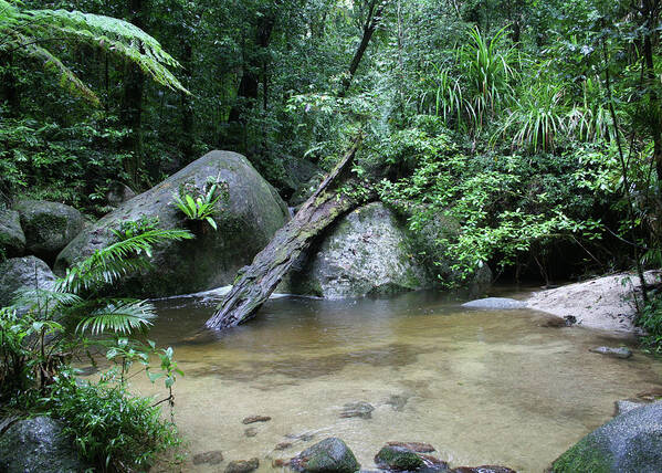 Mossman Gorge Art Print featuring the photograph Serenity by Maryse Jansen