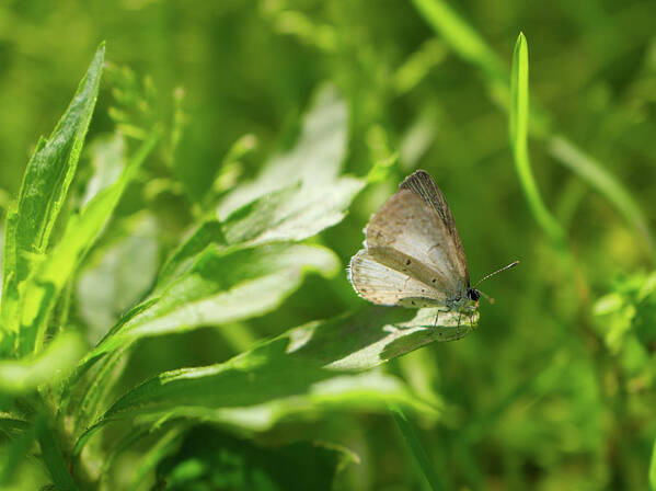 Nature Art Print featuring the photograph Sharing the Light - Spring Azure Butterfly by Rona Black